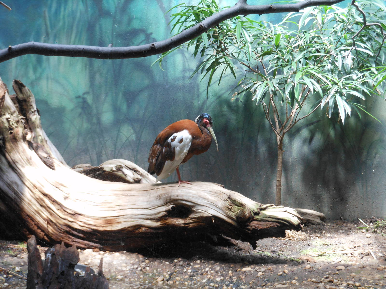 Bronx Zoo- Madagascar Crested Ibis @ Aquatic Bird House