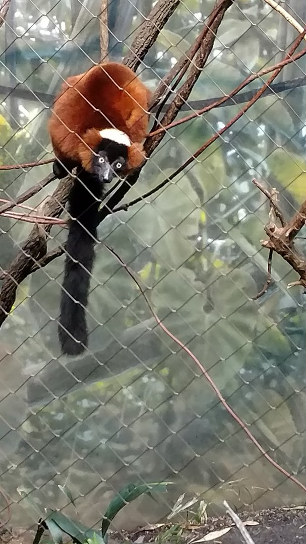 Bronx Zoo Madagascar! Red-Ruffed Lemurs
