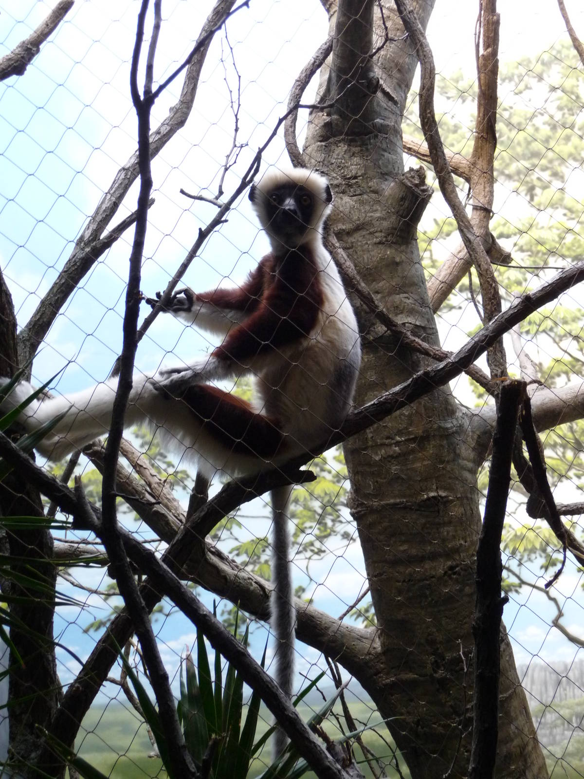 Bronx Zoo - Madagascar!
