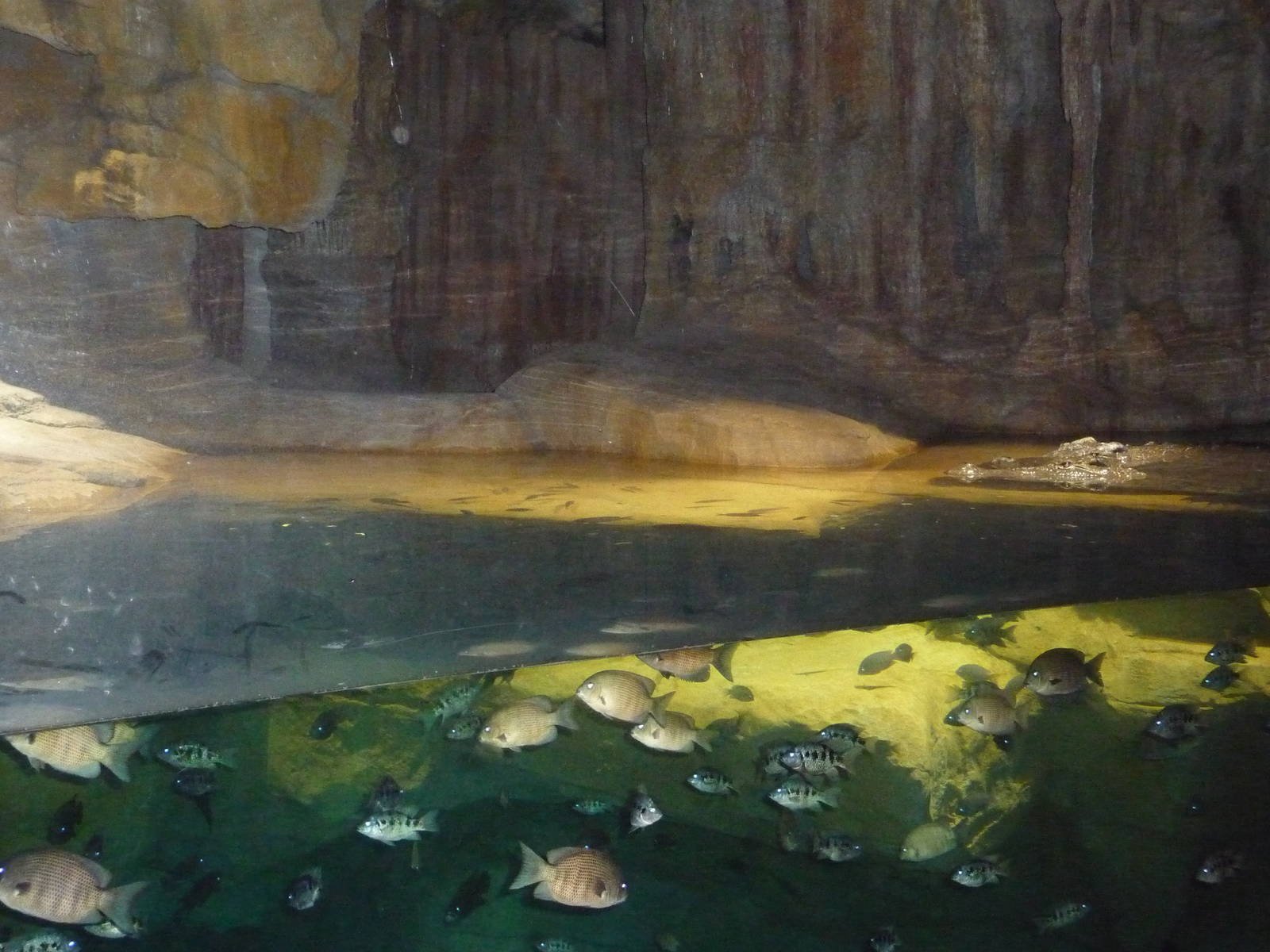 Bronx Zoo - Madagascar!