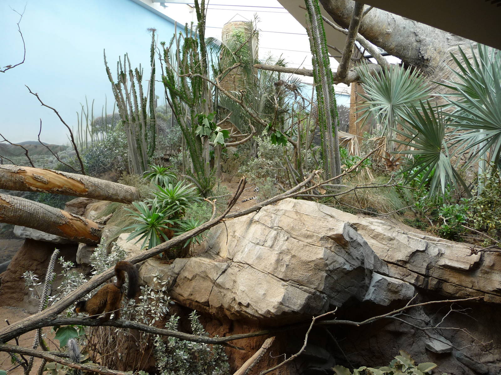 Bronx Zoo - Madagascar!