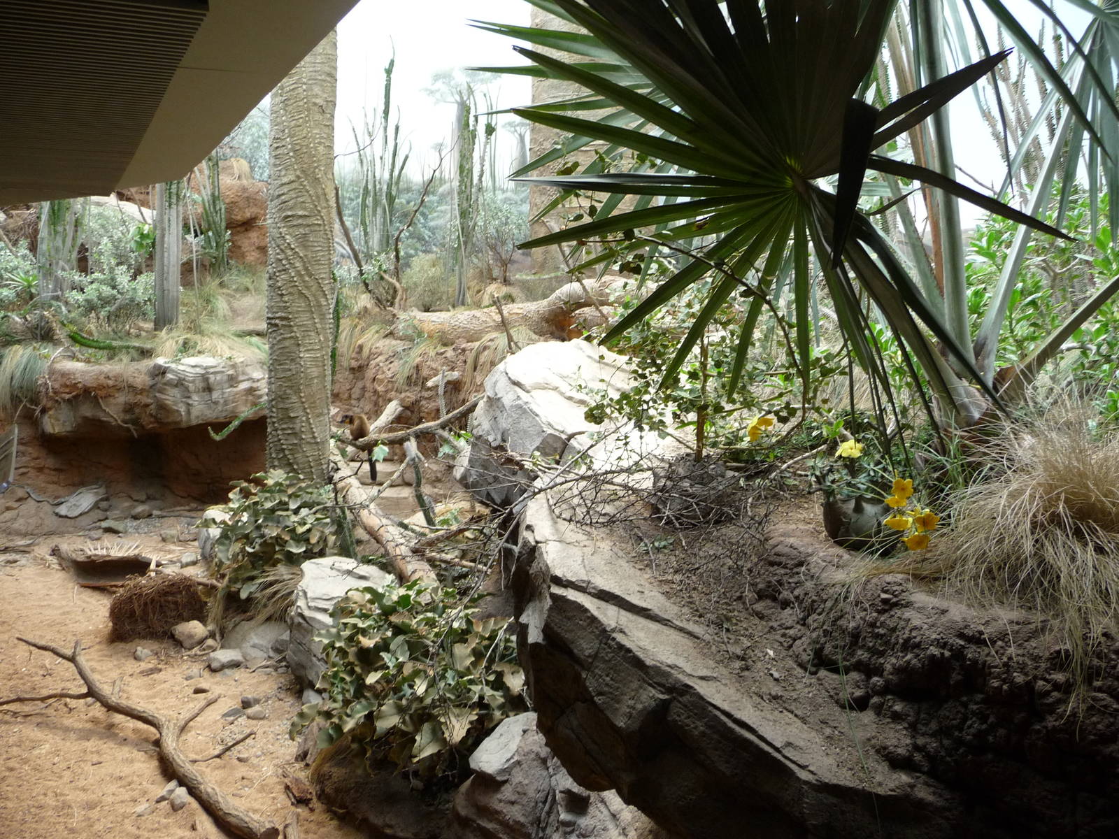 Bronx Zoo - Madagascar!