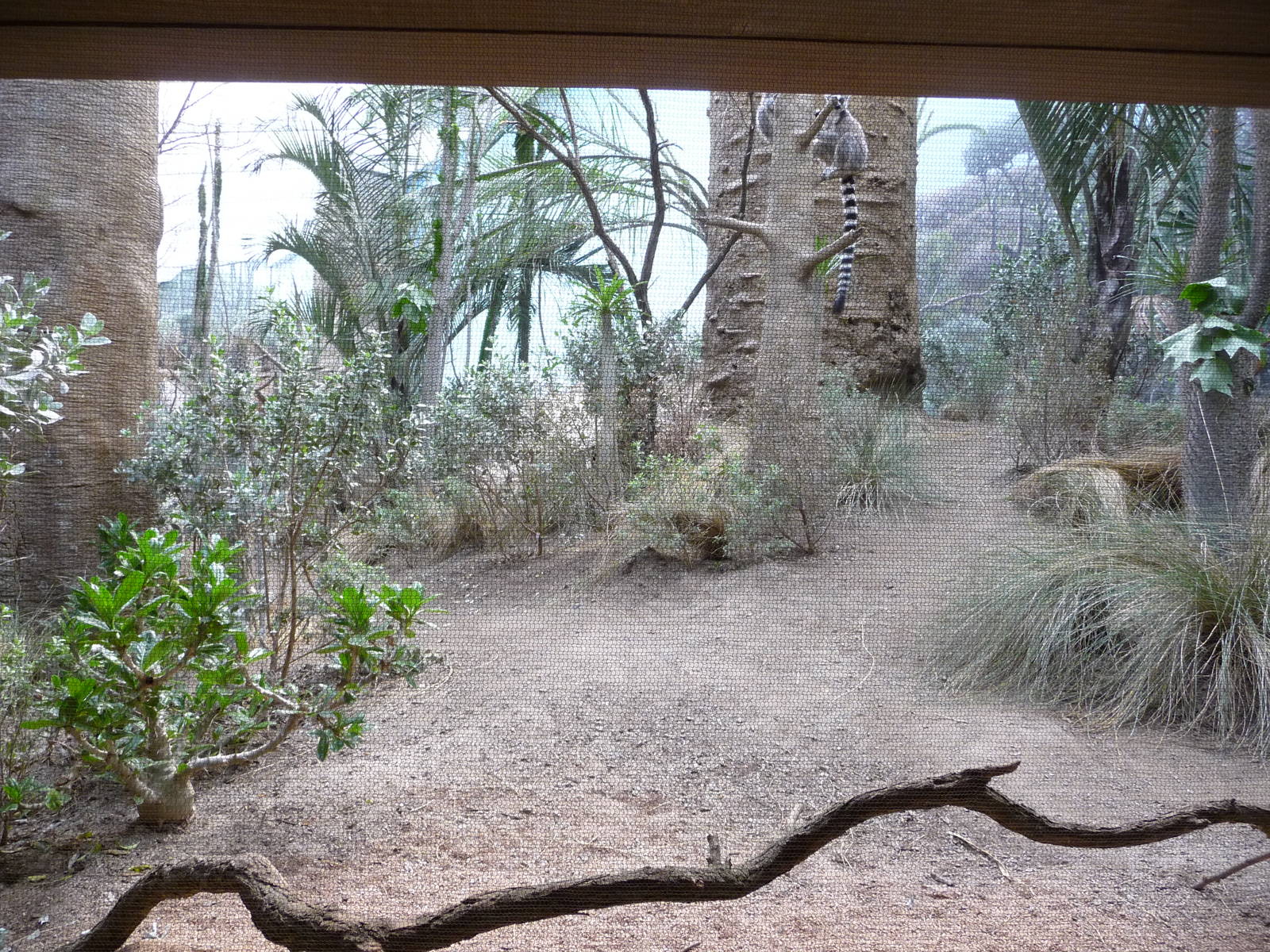 Bronx Zoo - Madagascar!