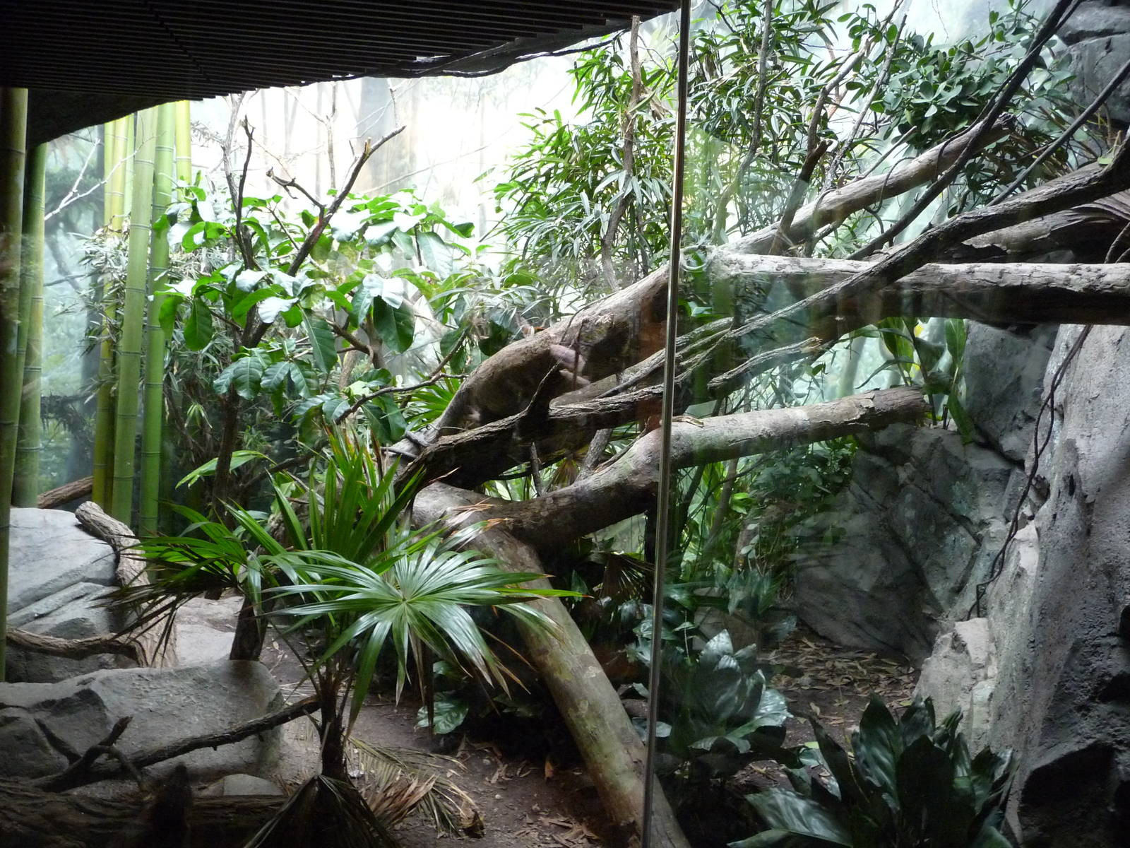 Bronx Zoo - Madagascar!