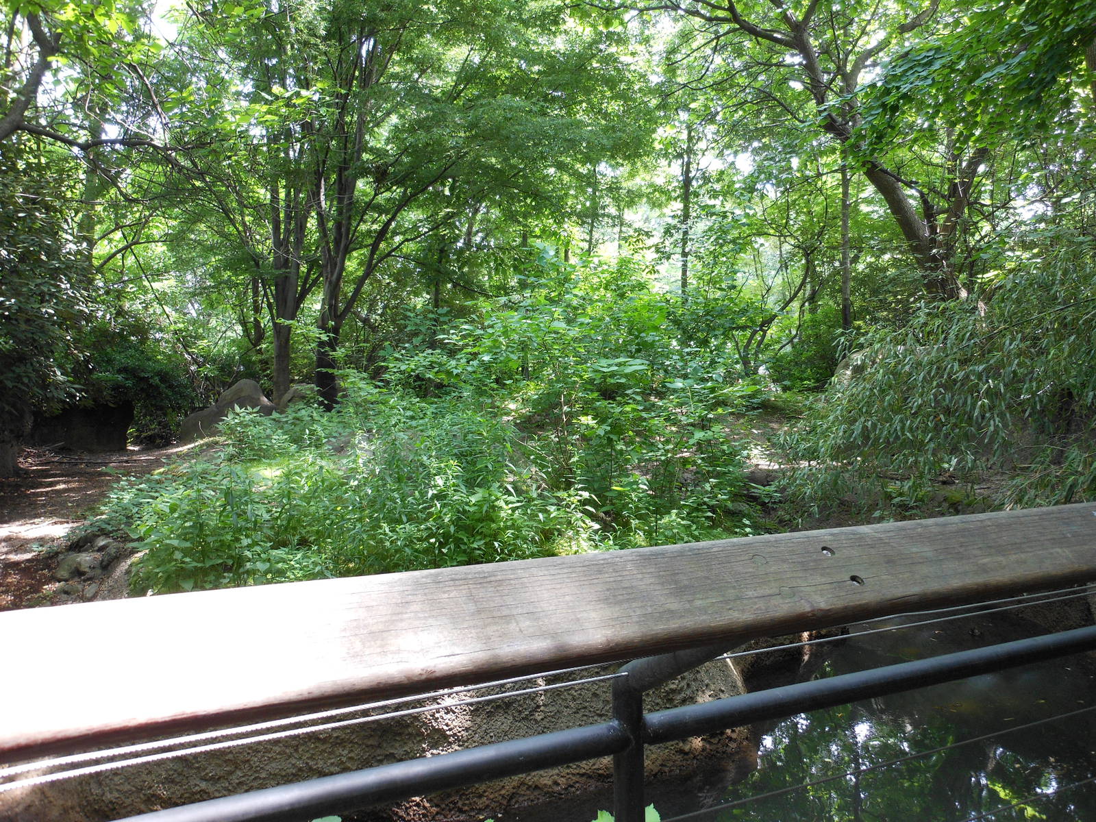 Bronx Zoo- Malayan Tapir Exhibit Outside the Zoo Center