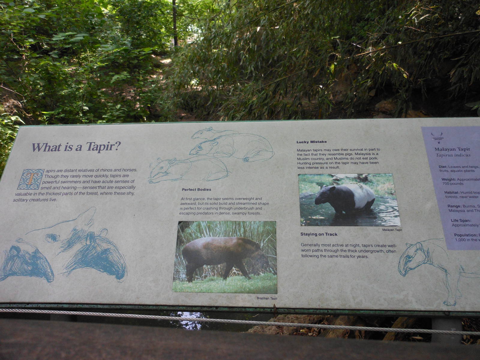 Bronx Zoo- Malayan Tapir Exhibit Signage