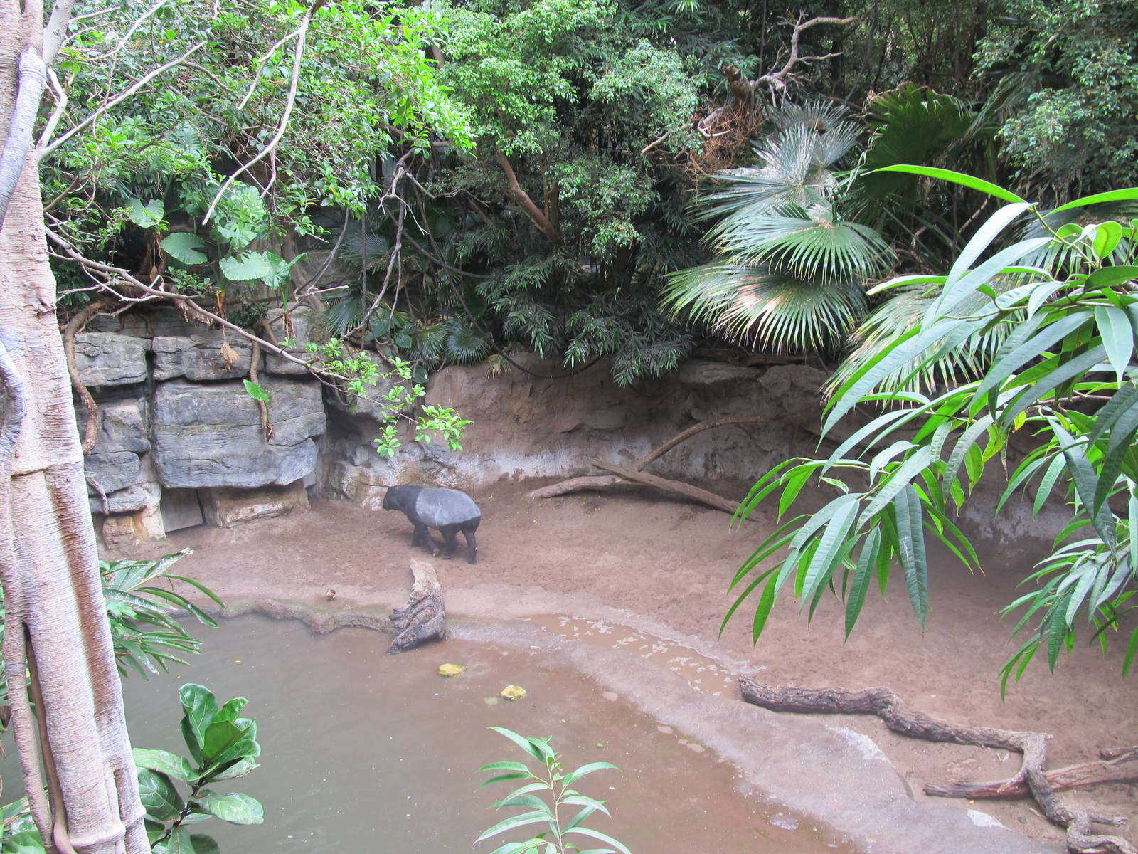 Bronx Zoo- Malayan Tapir Exhibit