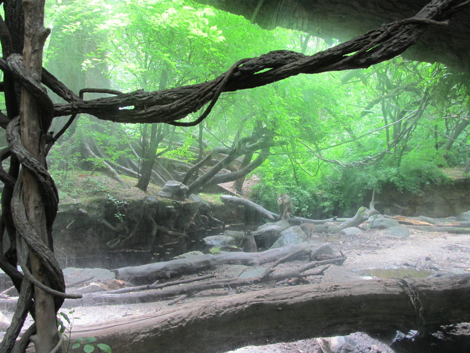Bronx Zoo- Mandrill/ Red River Hog Exhibit