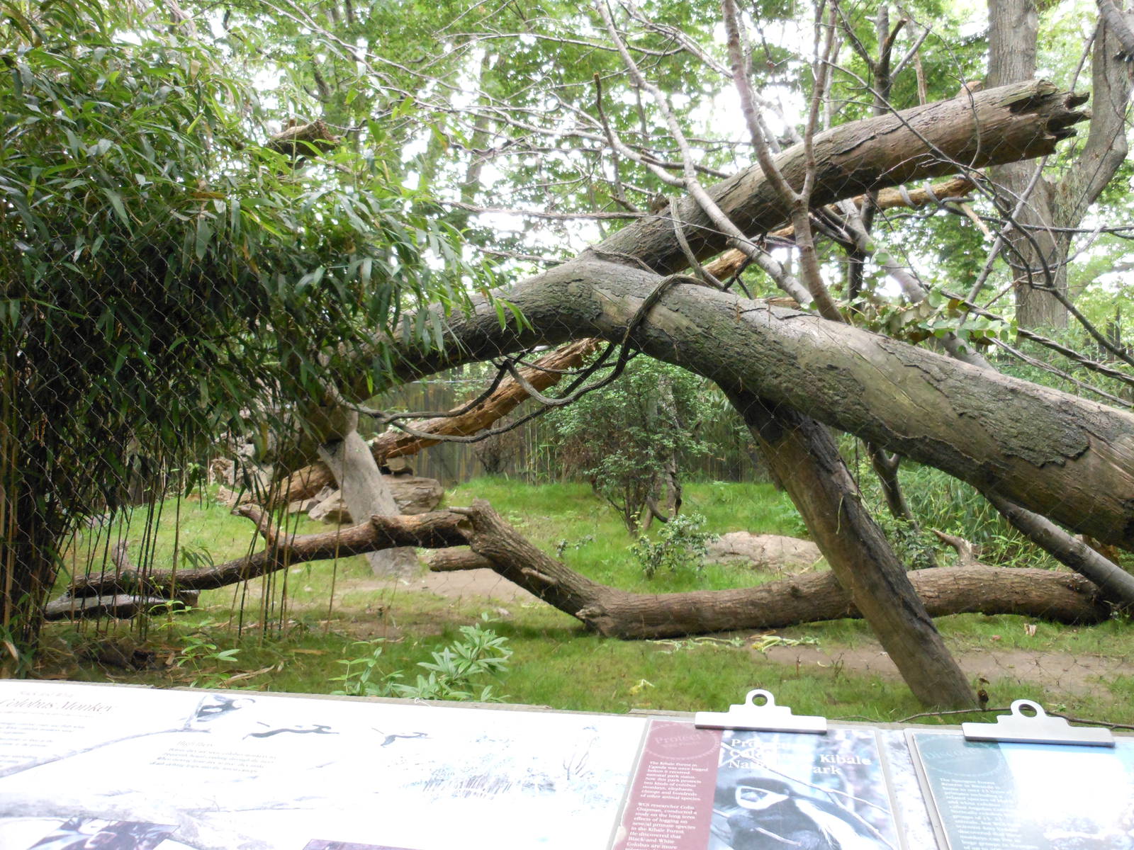 Bronx Zoo- Maxwell's Duiker and Black-and-white Colobus Exhibit @ Congo Gor