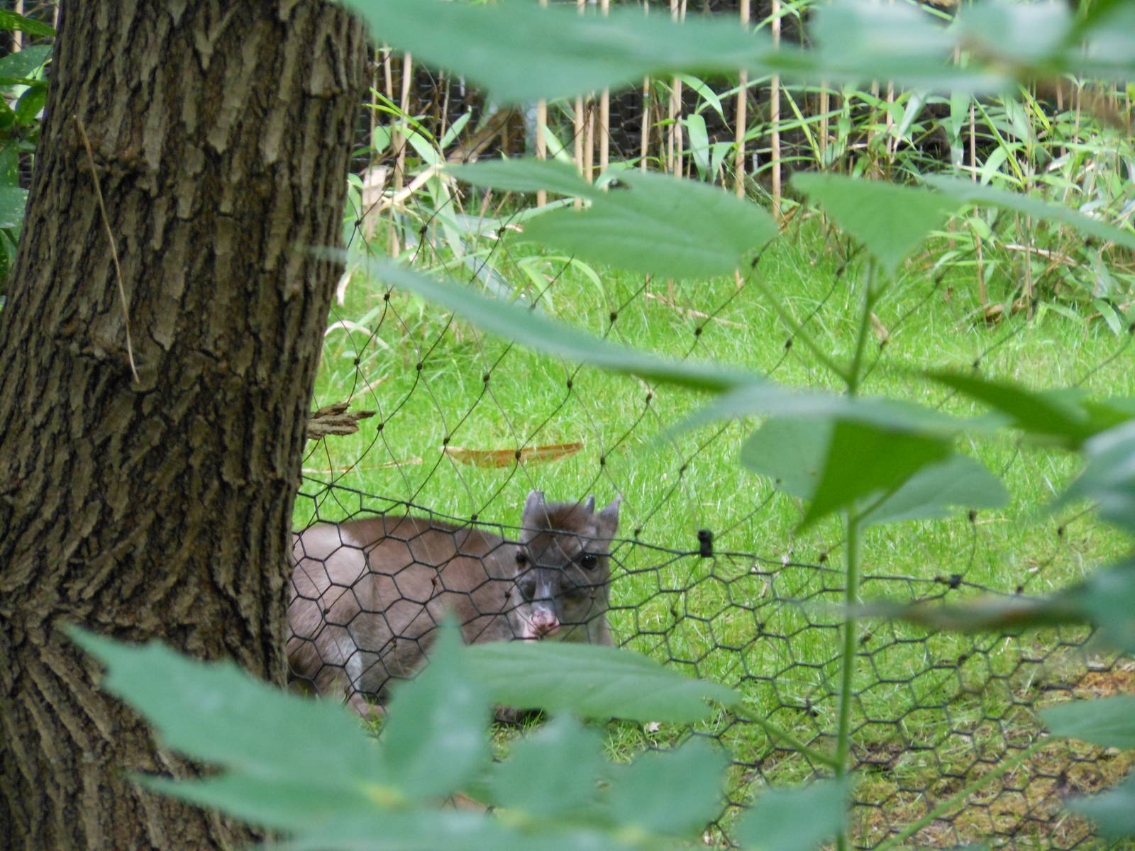 Bronx Zoo- Maxwell's Duiker @ Congo Gorilla Forest