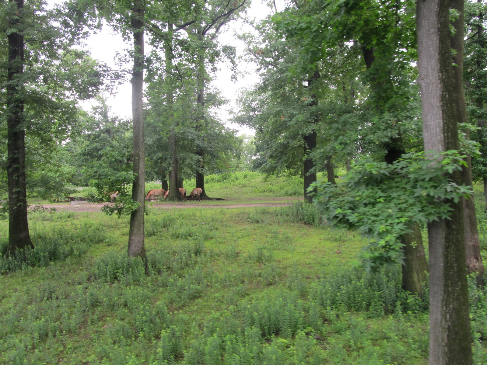 Bronx Zoo- Mongolian Wild Horse Exhibit