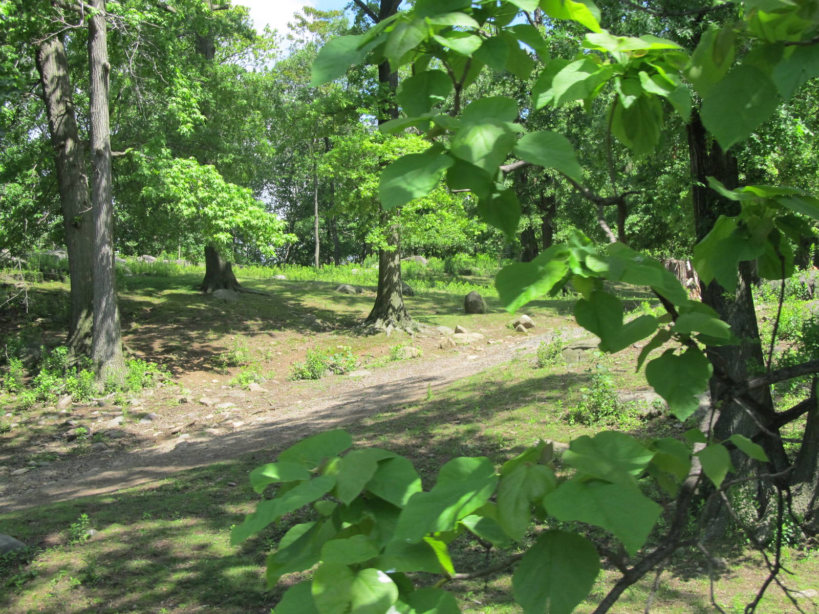 Bronx Zoo- Mongolian Wild Horse