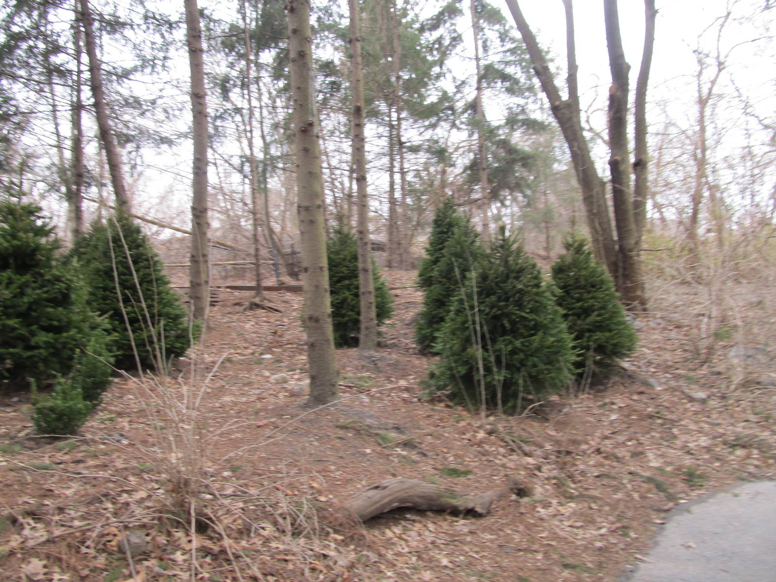 Bronx Zoo- New Trees