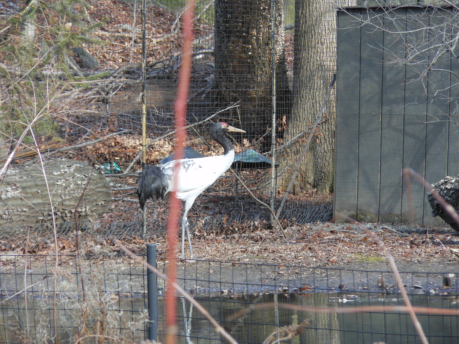 Bronx Zoo- Northern Ponds- Black-necked Crane