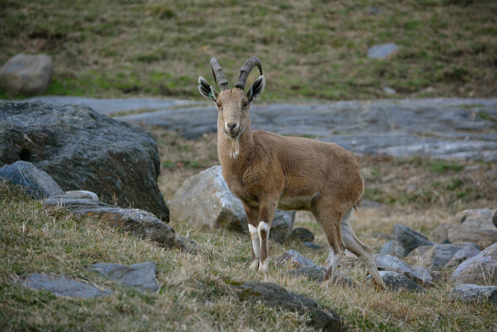 Bronx Zoo- Nubian Ibex