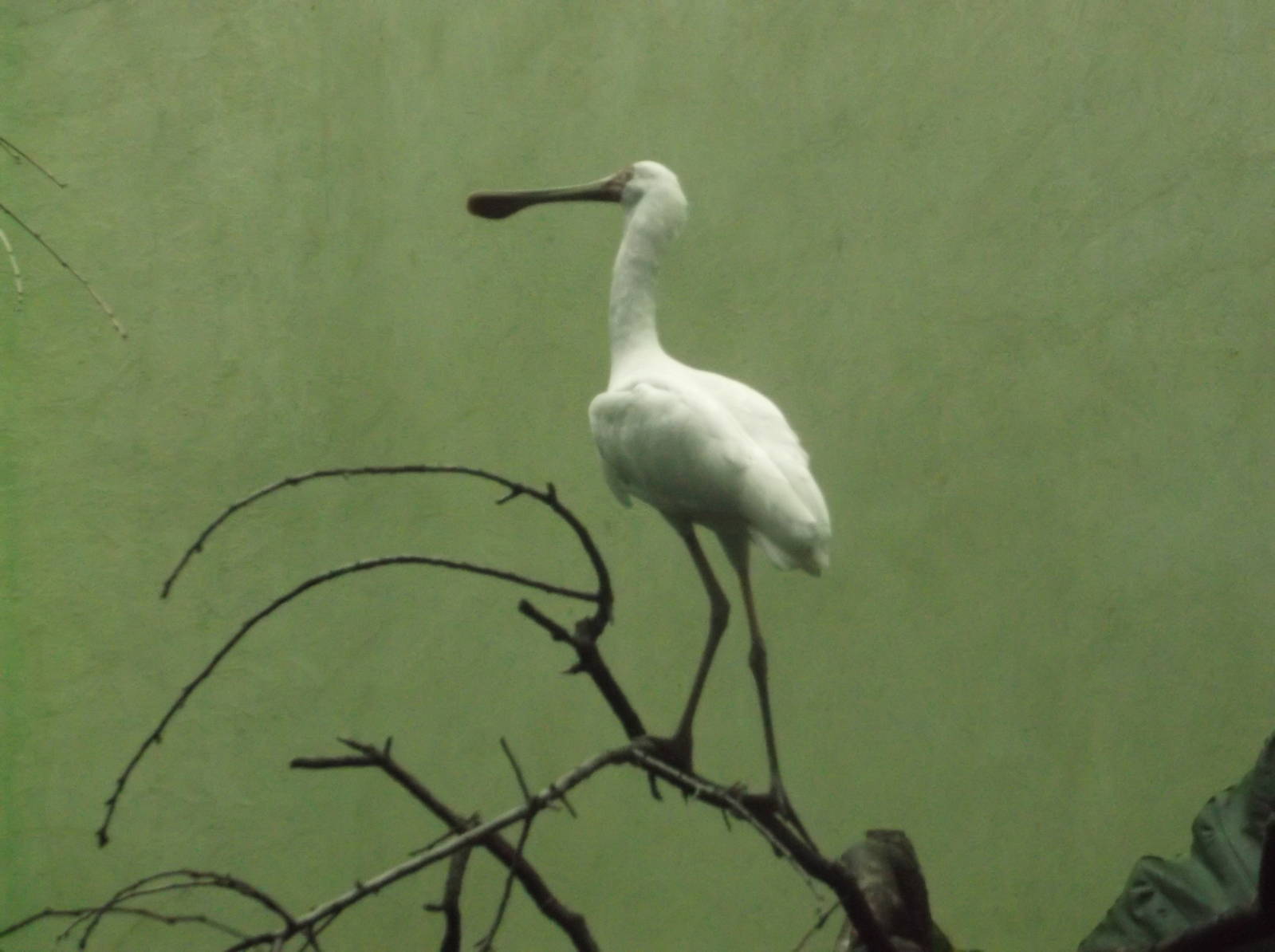 Bronx Zoo: October 2016