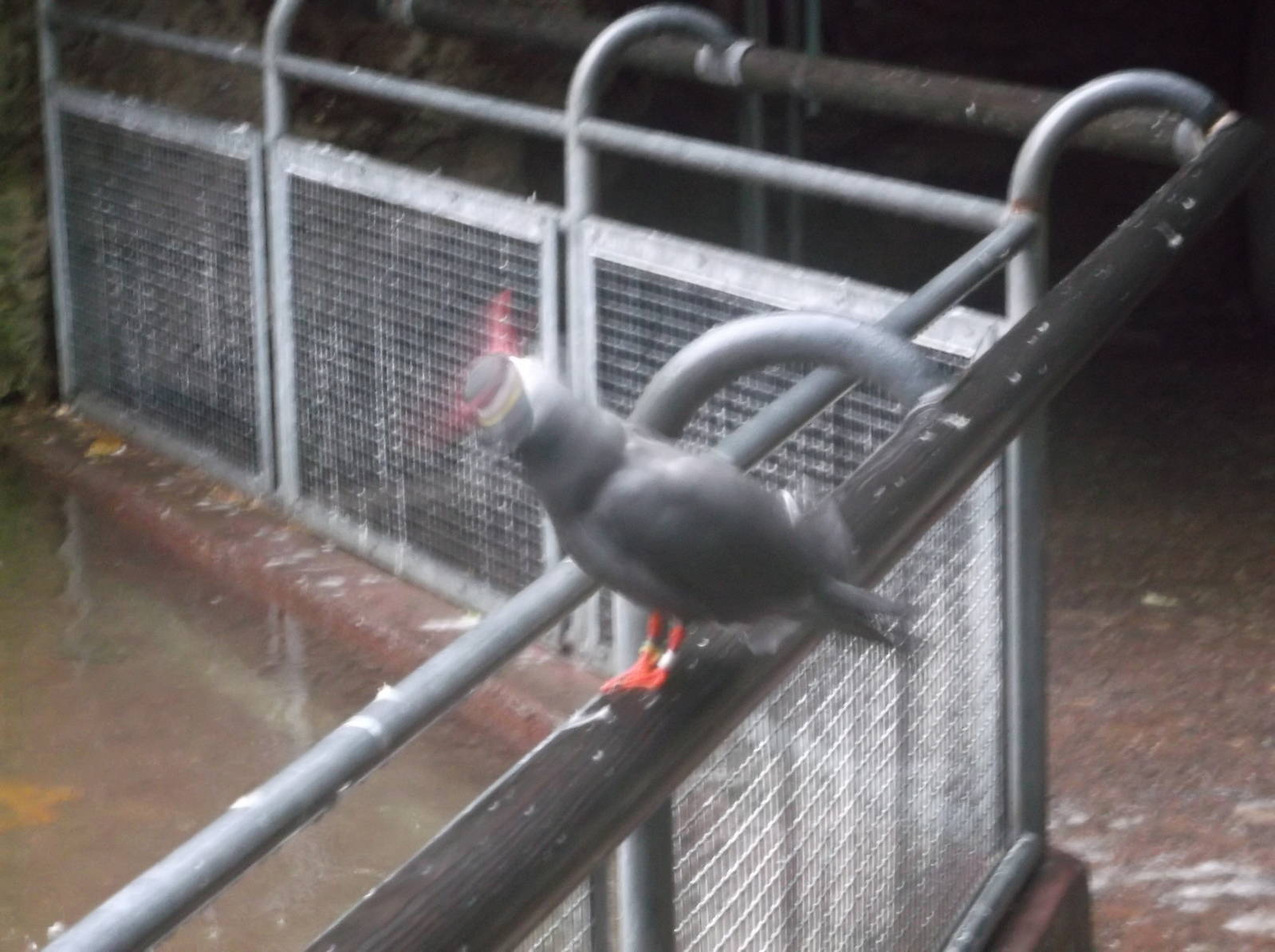 Bronx Zoo: October 2016