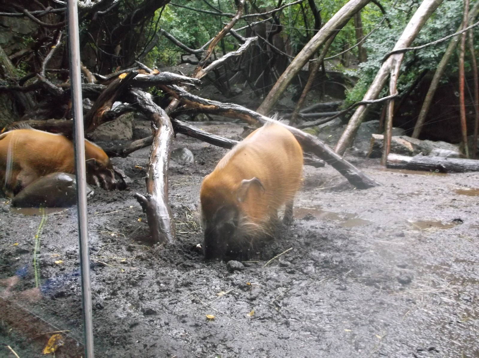 Bronx Zoo: October 2016