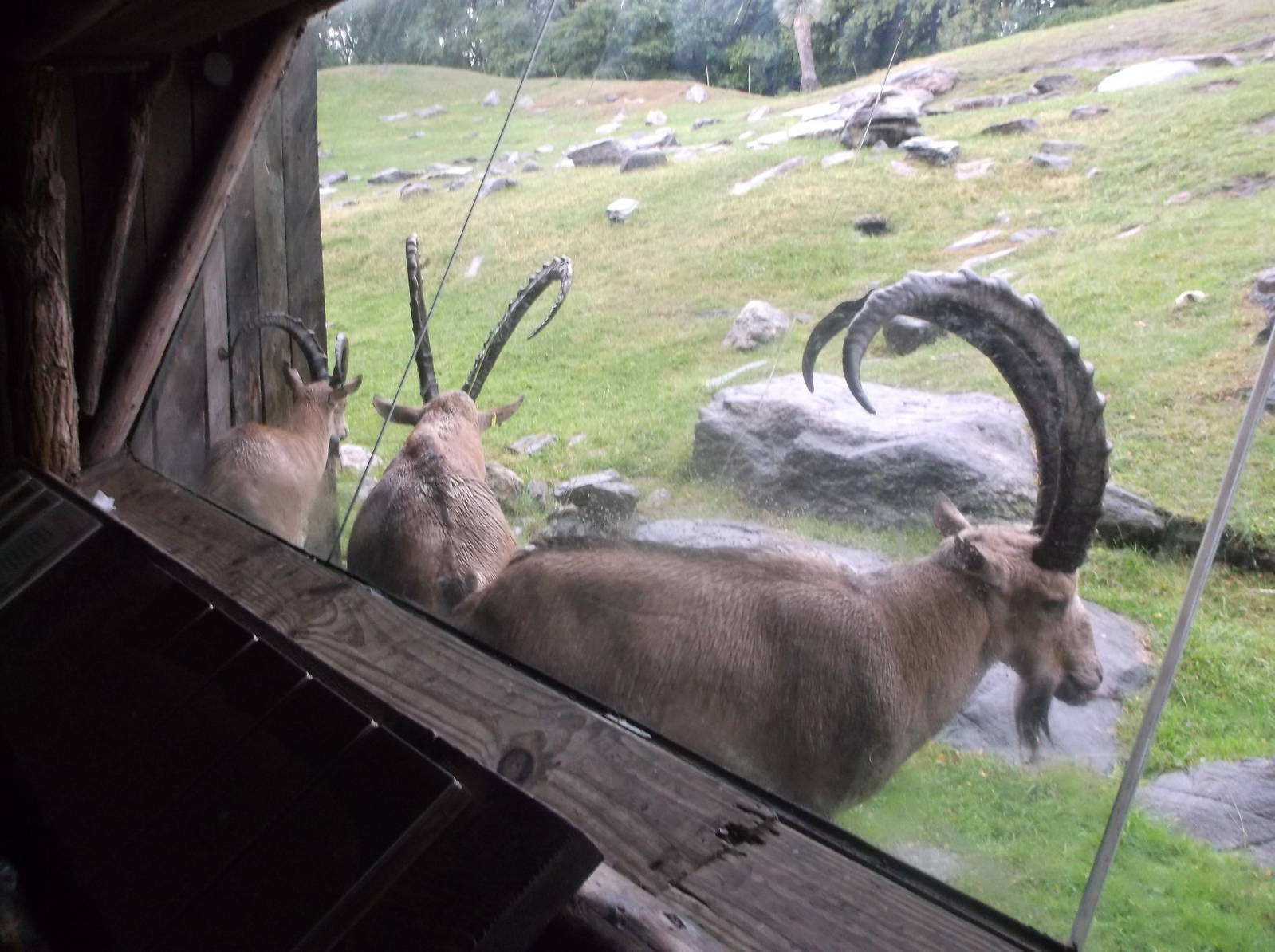 Bronx Zoo: October 2016