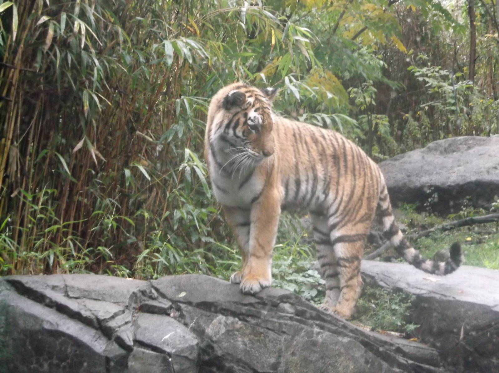 Bronx Zoo: October 2016