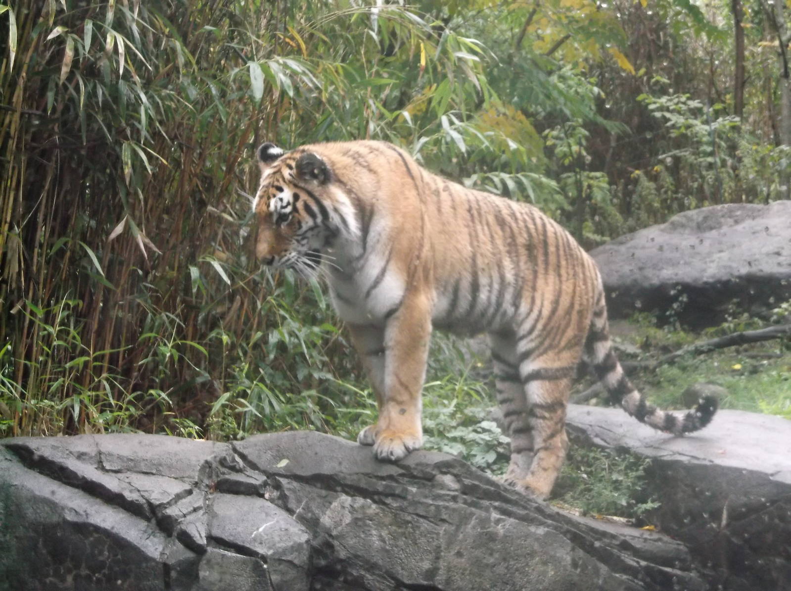 Bronx Zoo: October 2016