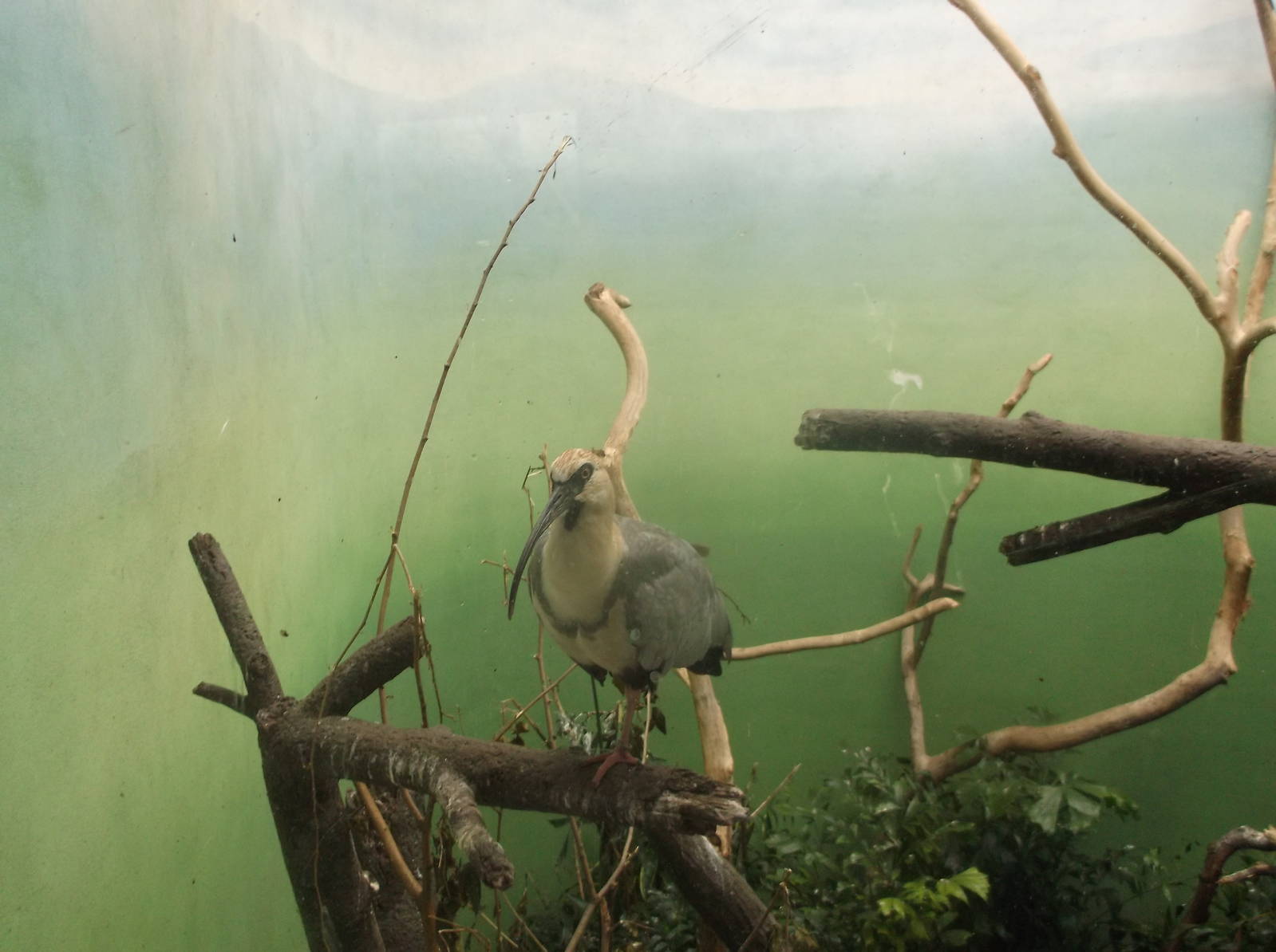 Bronx Zoo: October 2016