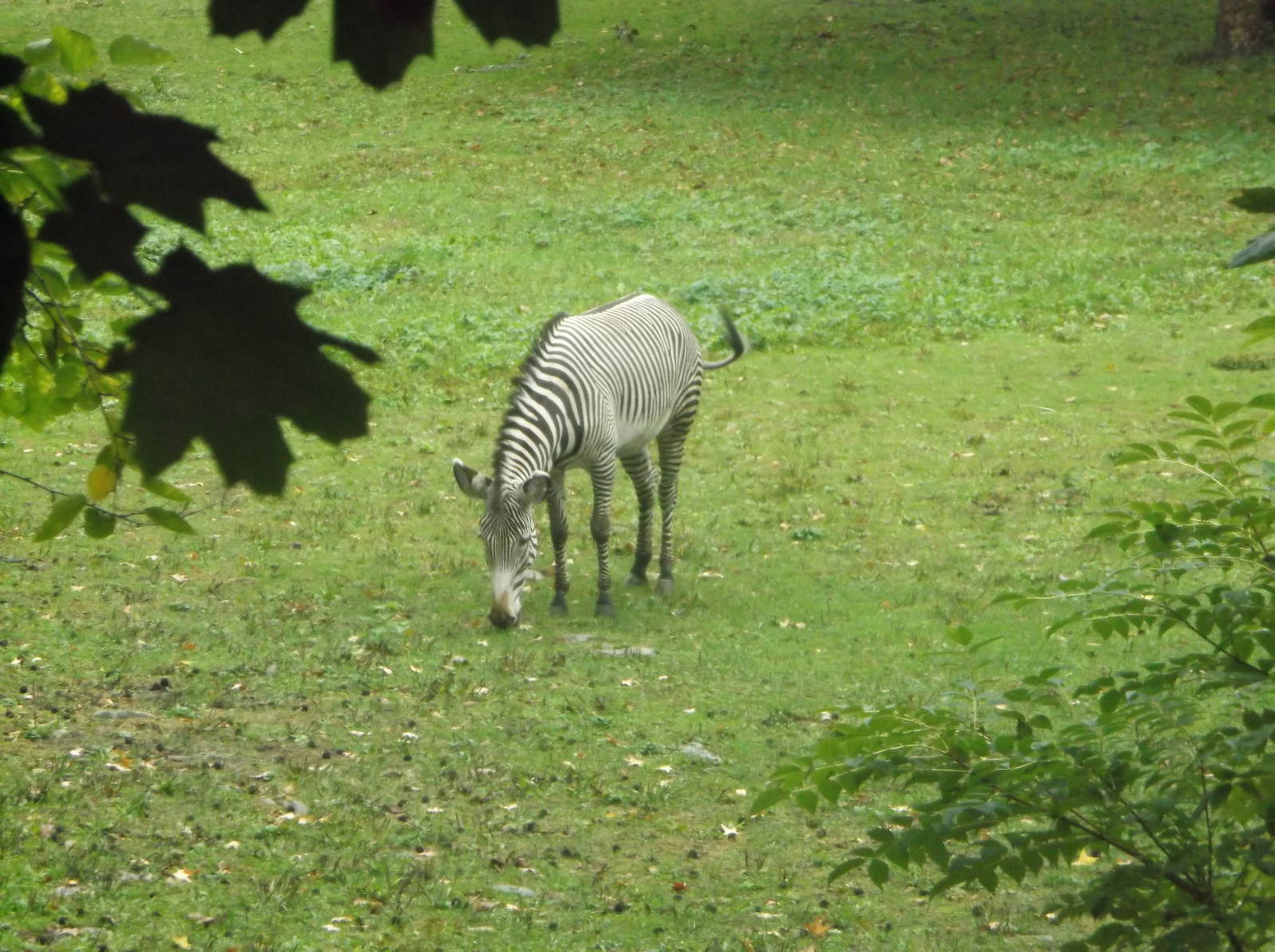 Bronx Zoo: October 2016