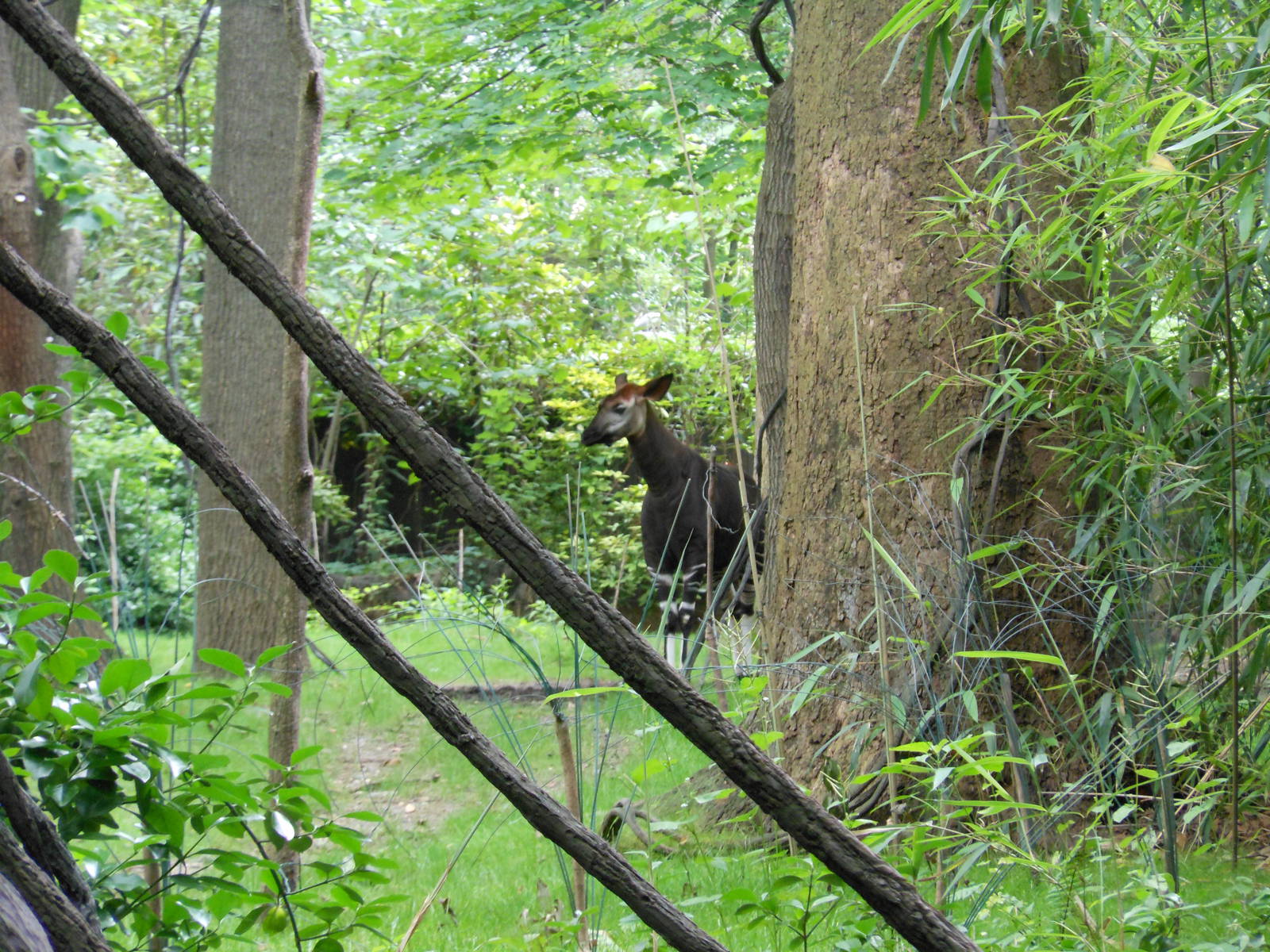 Bronx Zoo- Okapi @ Congo Gorilla Forest