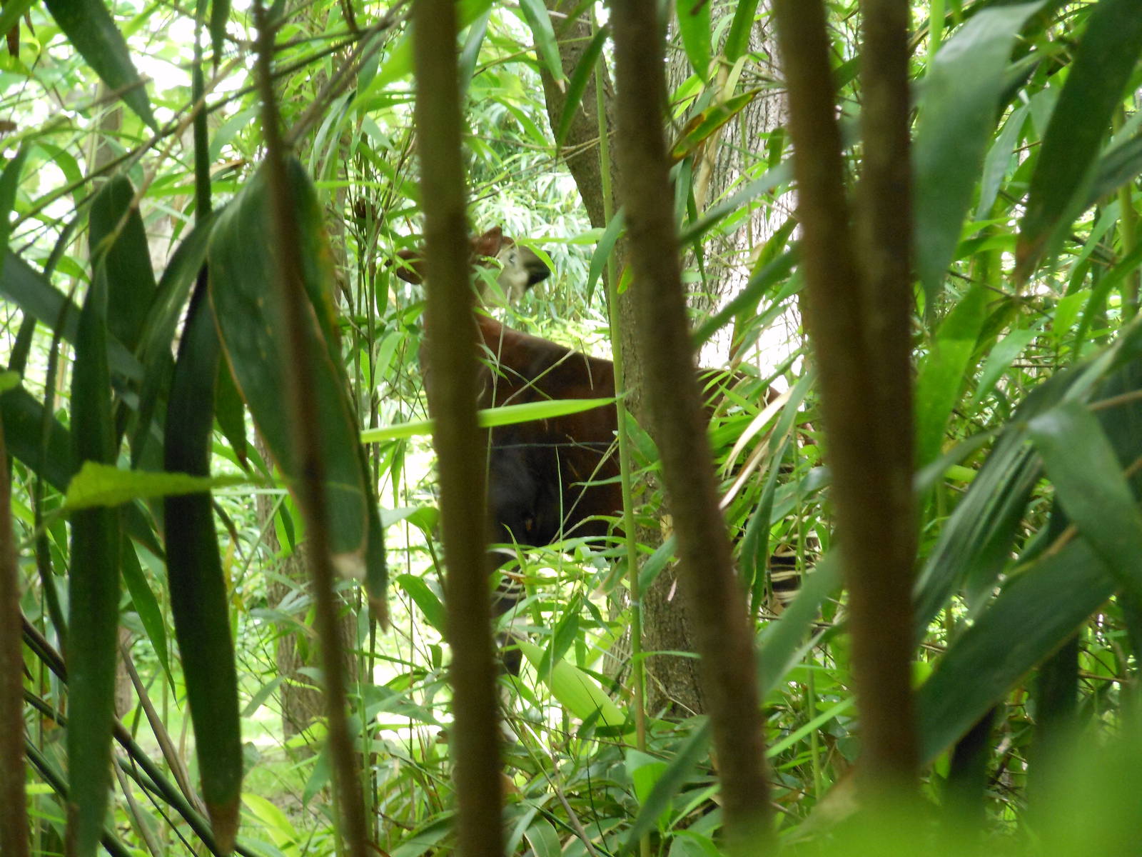 Bronx Zoo- Okapi Covered by Foliage @ Congo Gorilla Forest 2