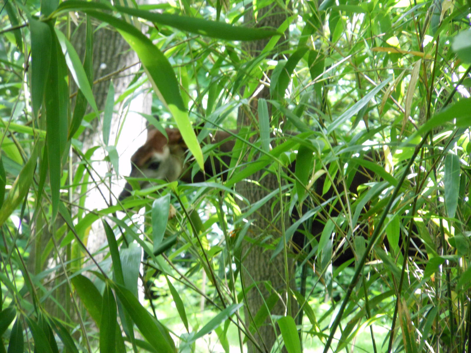 Bronx Zoo- Okapi Covered by Foliage @ Congo Gorilla Forest