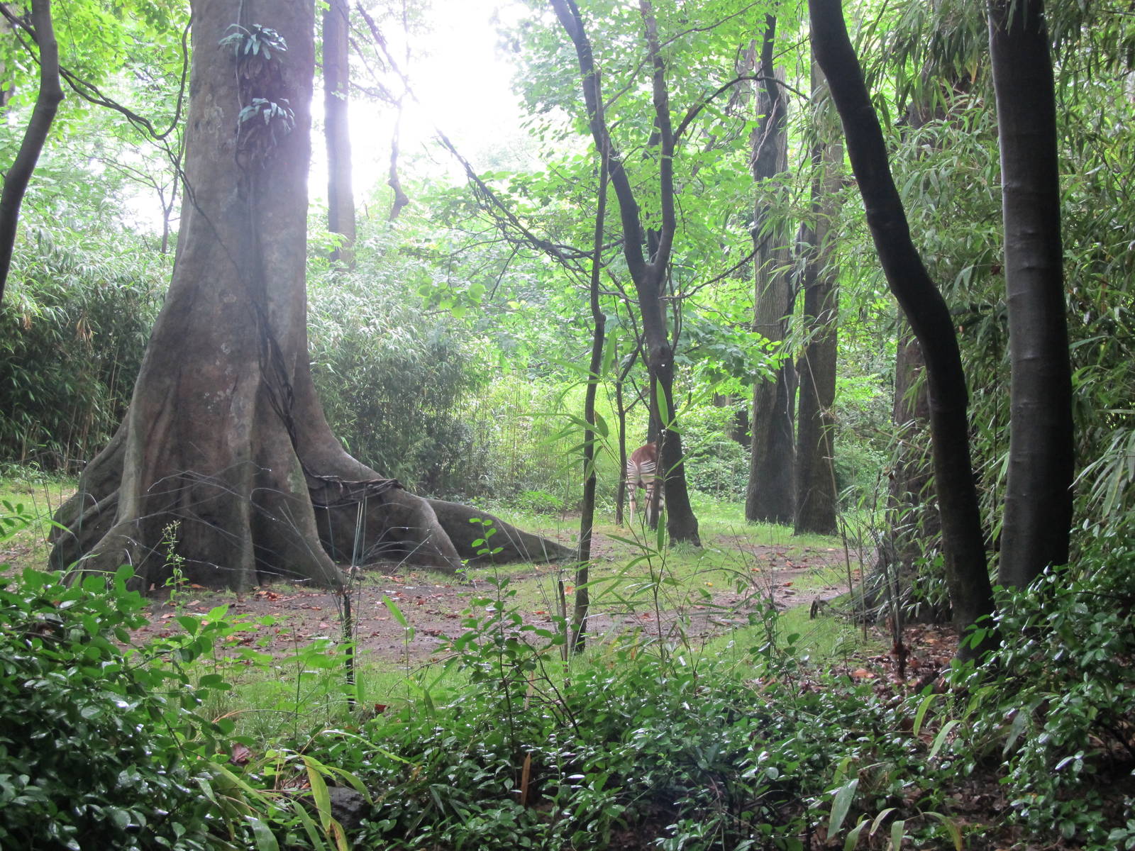 Bronx Zoo- Okapi Exhibit