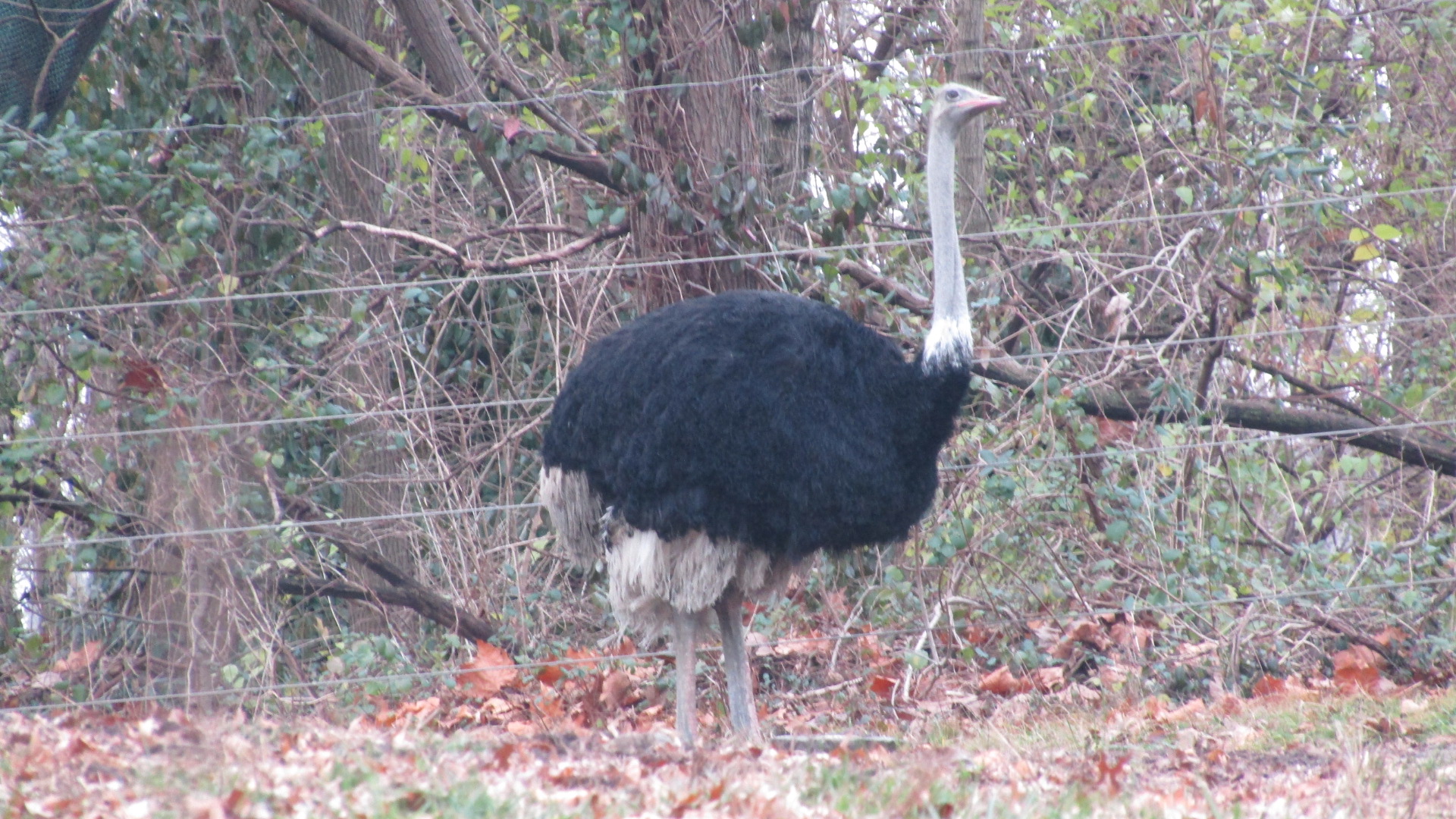 Bronx Zoo Ostrich