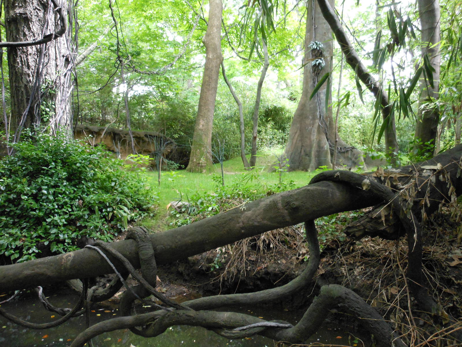 Bronx Zoo- Part 1 of Okapi Exhibit @ Congo Gorilla Forest