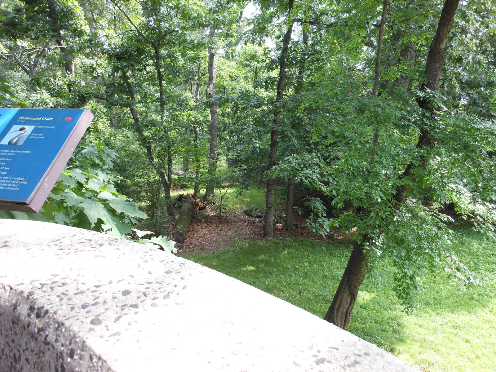 Bronx Zoo- Part 1 of White-naped Crane Exhibit Outside World of Birds