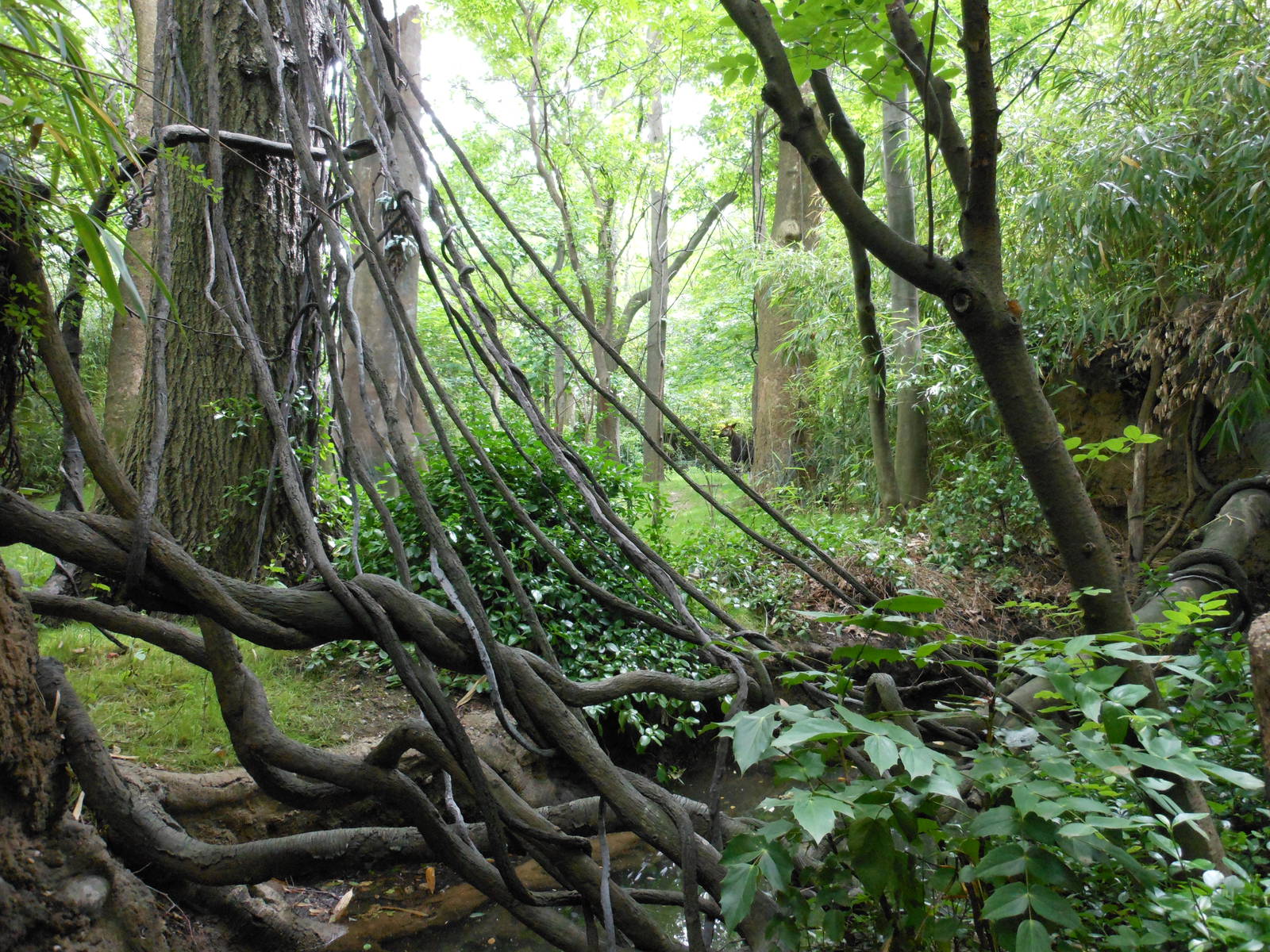 Bronx Zoo- Part 2 of Okapi Exhibit @ Congo Gorilla Forest