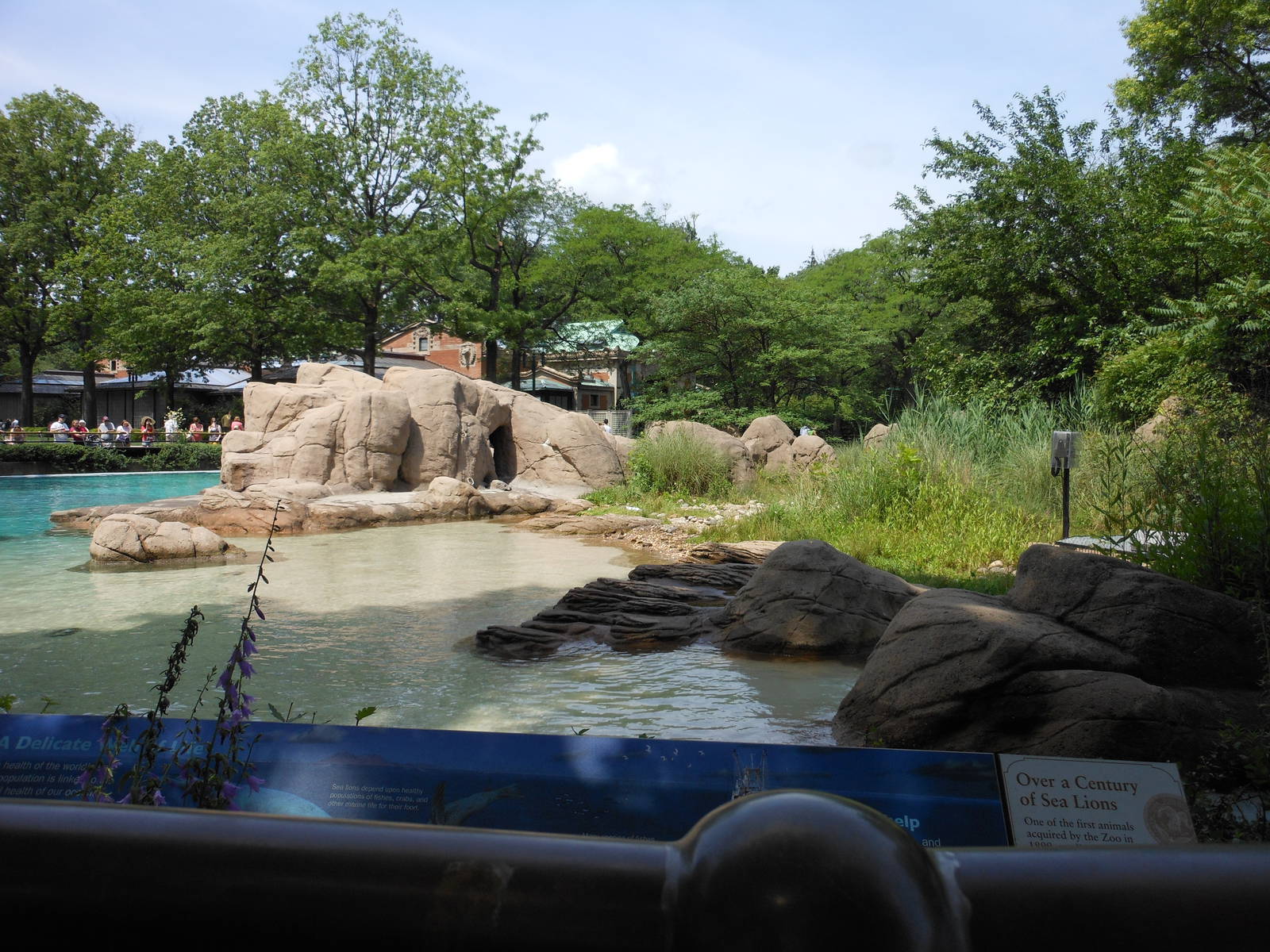 Bronx Zoo- Part 2 of Sea Lion Exhibit @ Astor Court