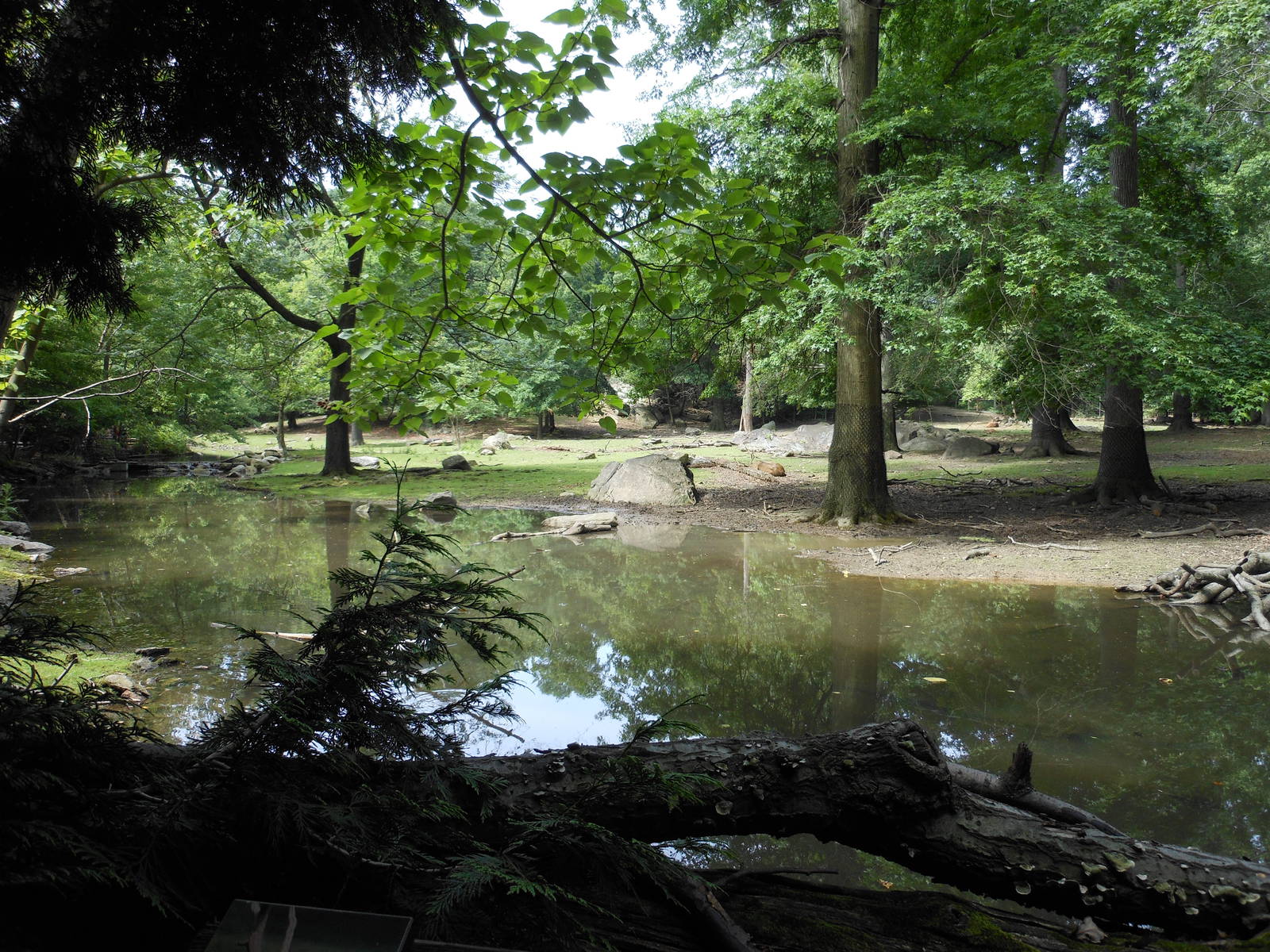 Bronx Zoo- Pere David's Deer Exhibit
