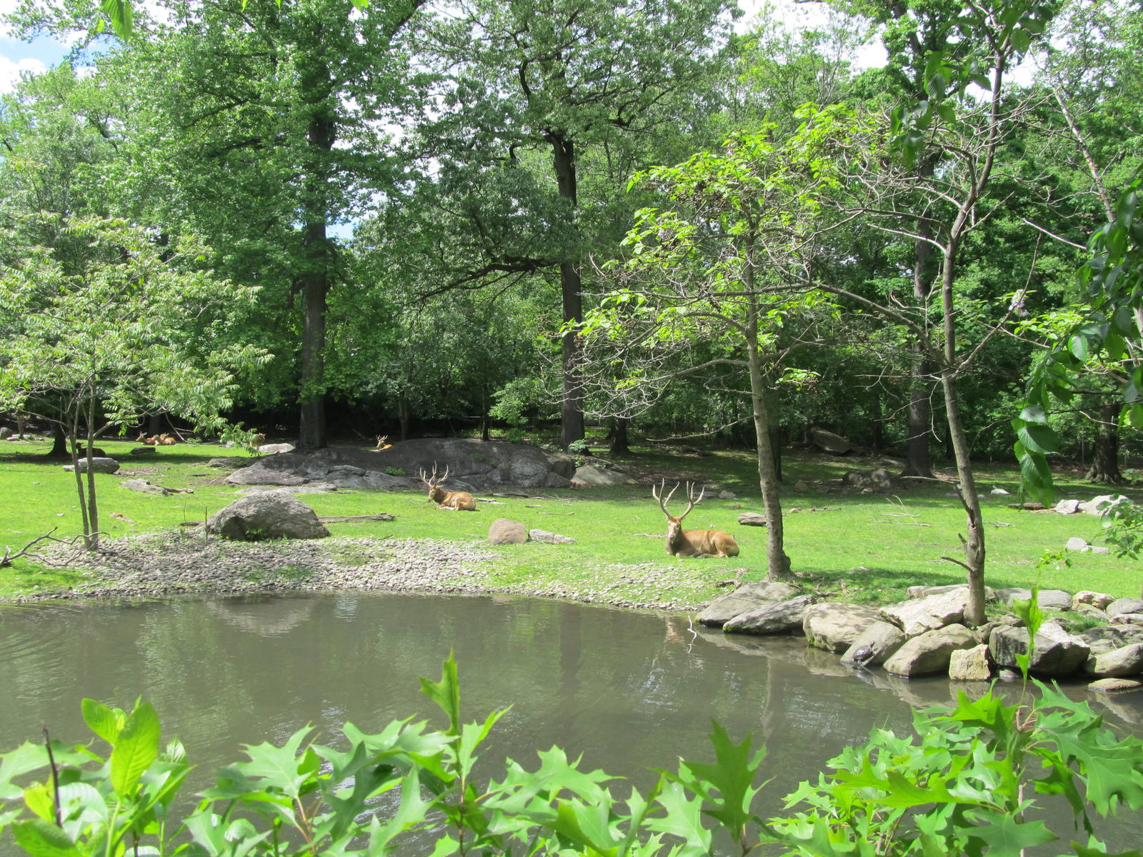 Bronx Zoo- Pere David's Deer