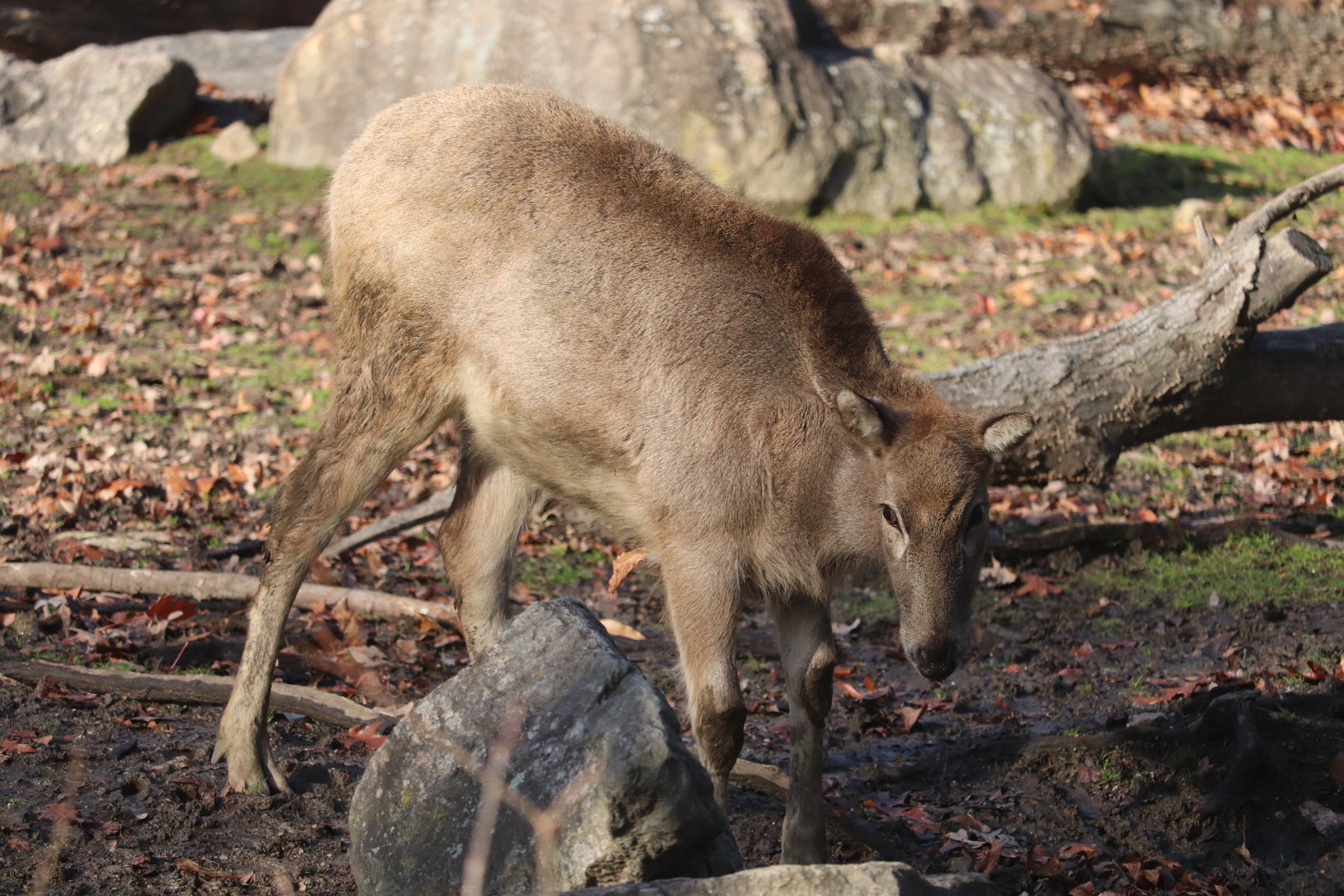 Bronx Zoo - Pere David's Deer