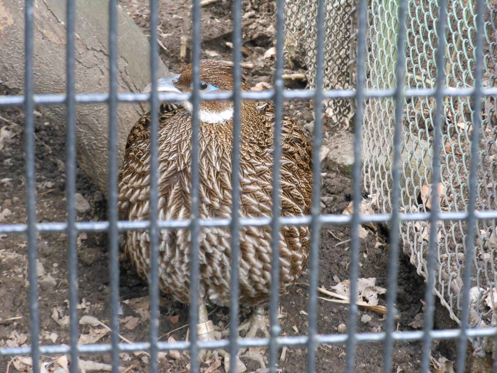 Bronx Zoo- Pheasant Aviaries- Female Himalayan Monal Profile