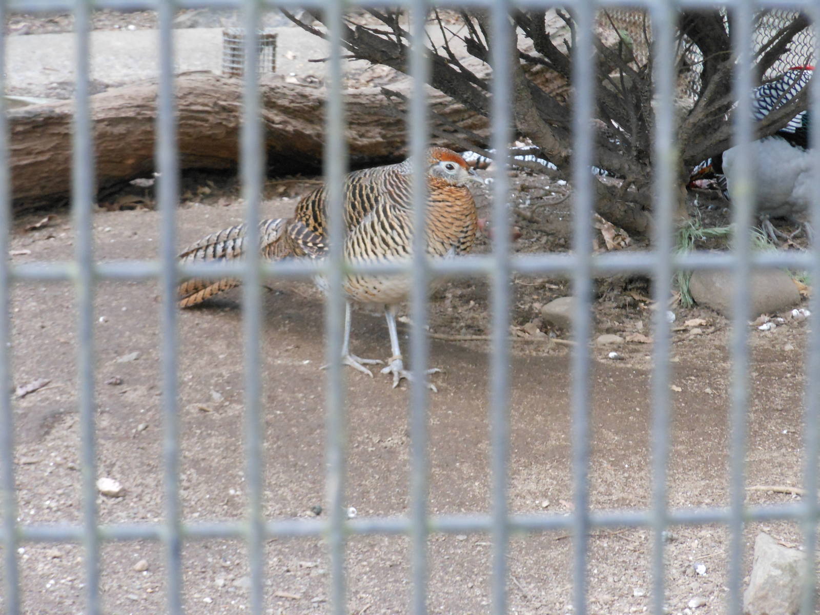 Bronx Zoo- Pheasant Aviaries- Female Lady Amherst's Pheasant