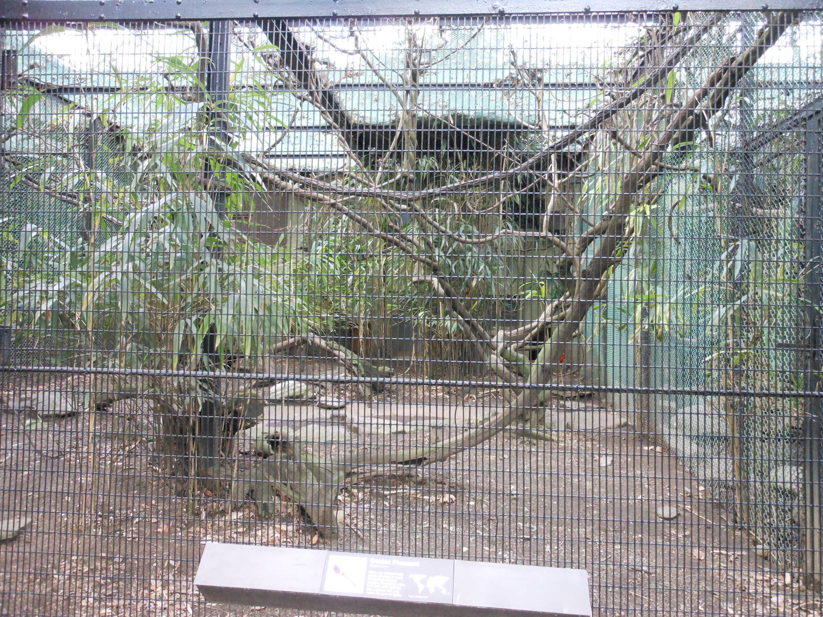Bronx Zoo- Pheasant Aviaries- Golden Pheasant Exhibit