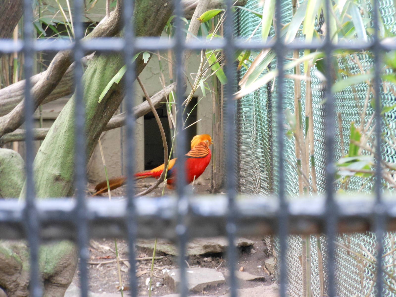 Bronx Zoo- Pheasant Aviaries- Golden Pheasant