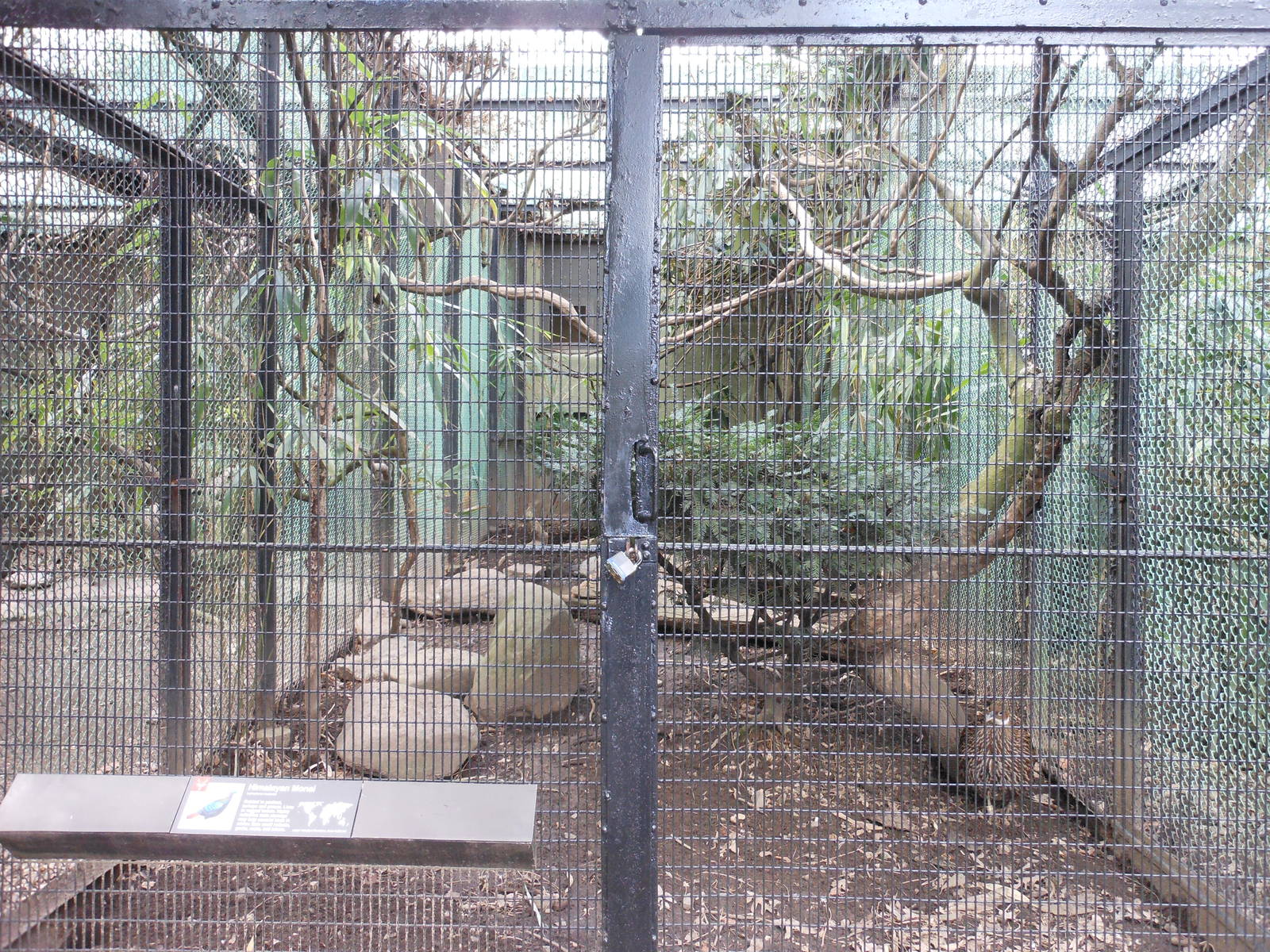 Bronx Zoo- Pheasant Aviaries- Himalayan Monal Exhibit