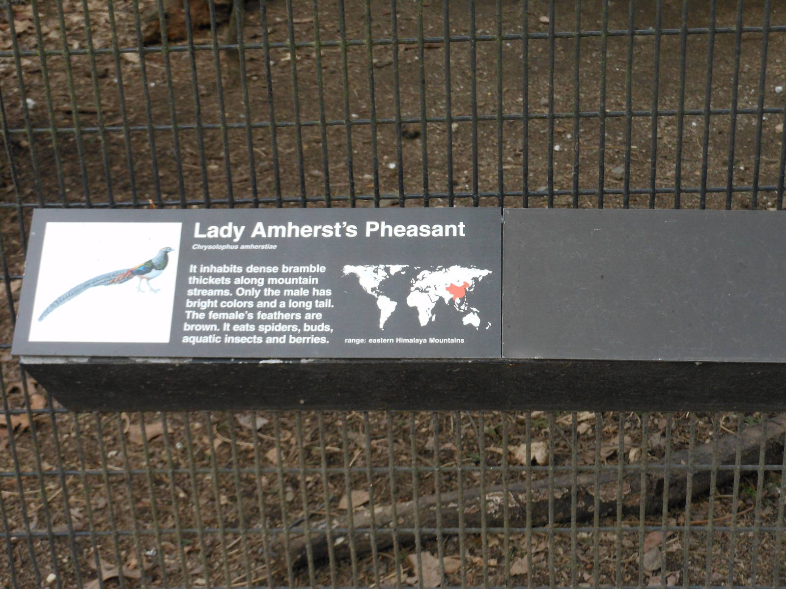 Bronx Zoo- Pheasant Aviaries- Lady Amherst's Pheasant Signage