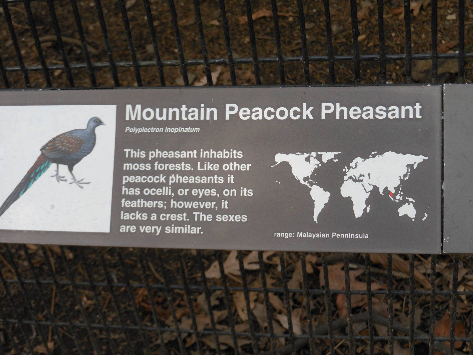Bronx Zoo- Pheasant Aviaries- Mountain-peacock Pheasant Signage