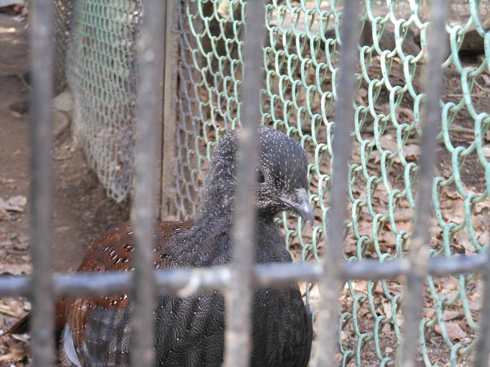 Bronx Zoo- Pheasant Aviaries- Mountain-peacock Pheasant