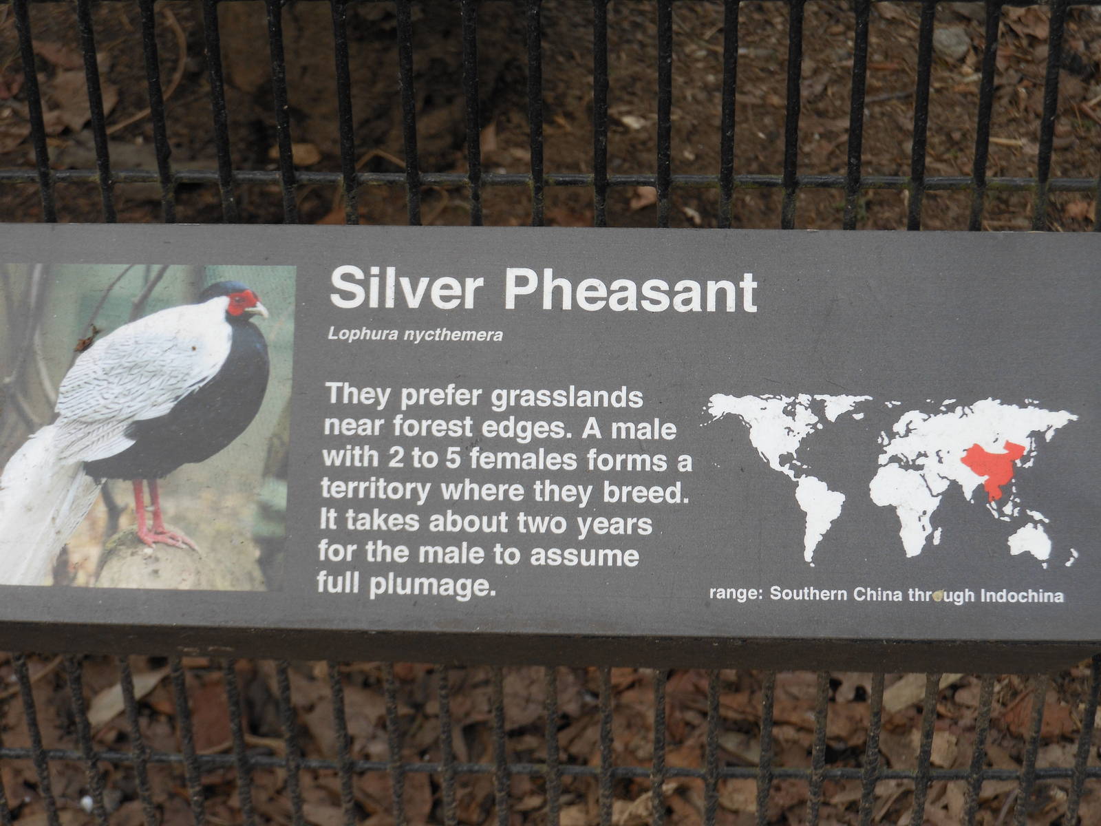 Bronx Zoo- Pheasant Aviaries- Silver Pheasant Signage