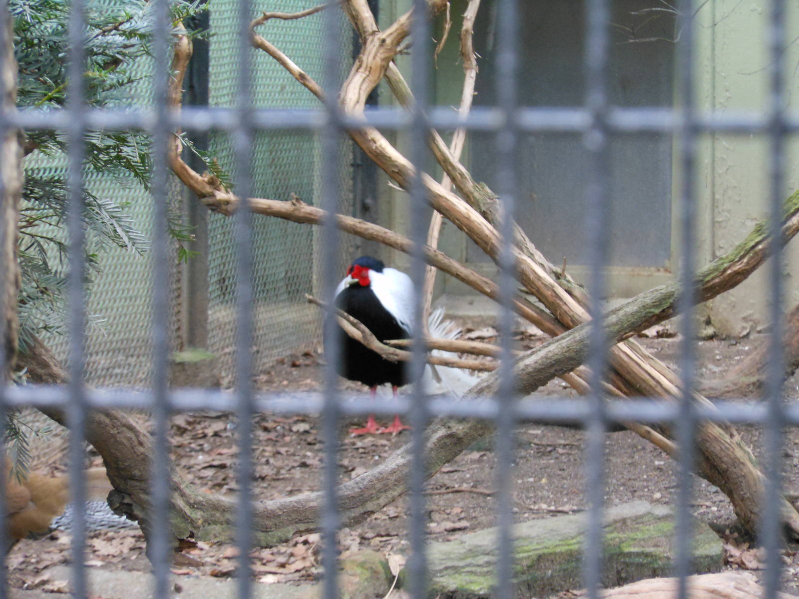 Bronx Zoo- Pheasant Aviaries- Silver Phesant