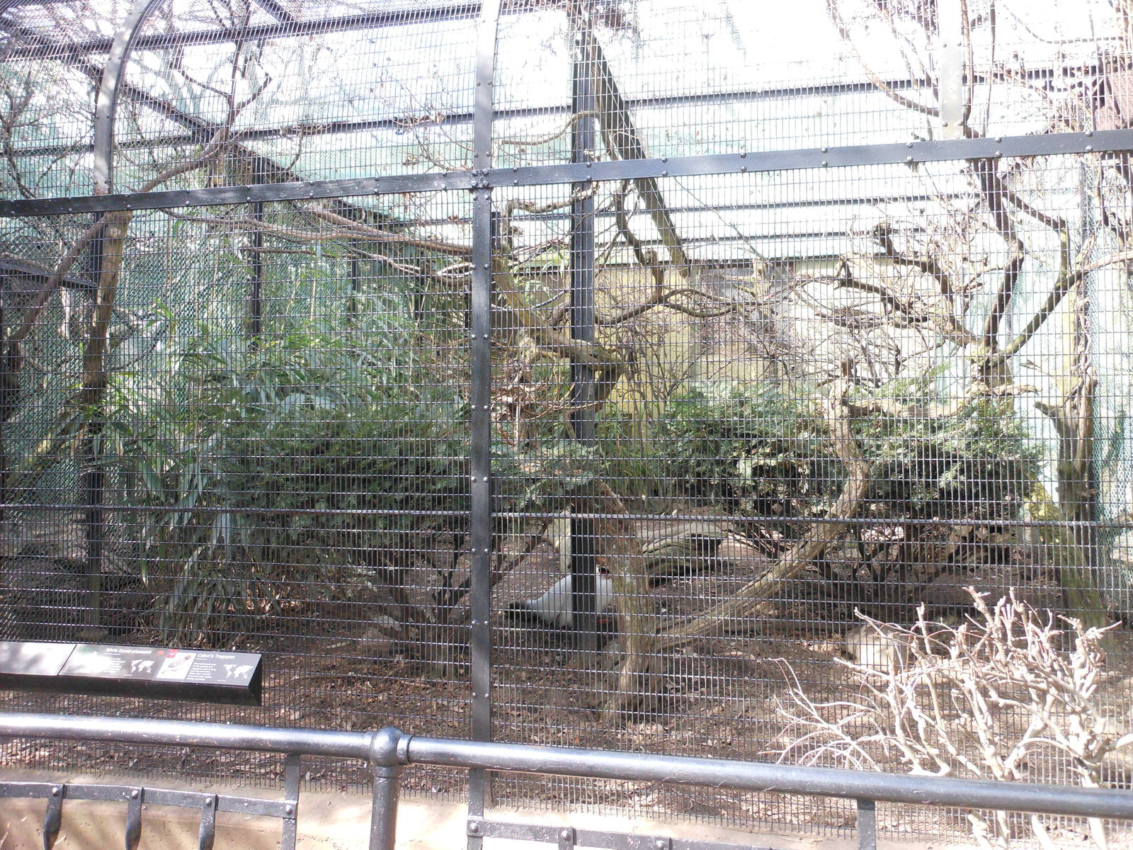Bronx Zoo- Pheasant Aviaries- White-eared Pheasant/Cabot's Tragopan Exhibit